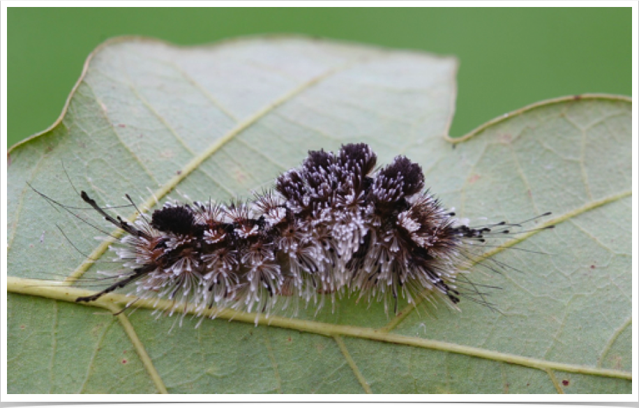 Dasychira meridionalis
Southern Tussock Moth
Pickens County, Alabama